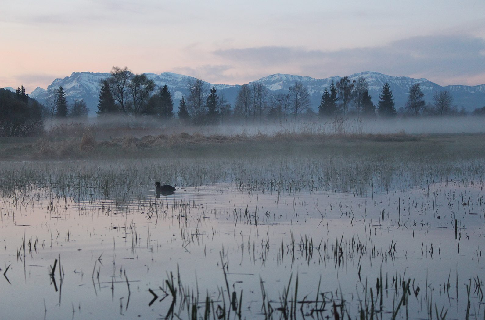 Morgenstimmung im Wauwilermoos (Bild: Helena Simonett)